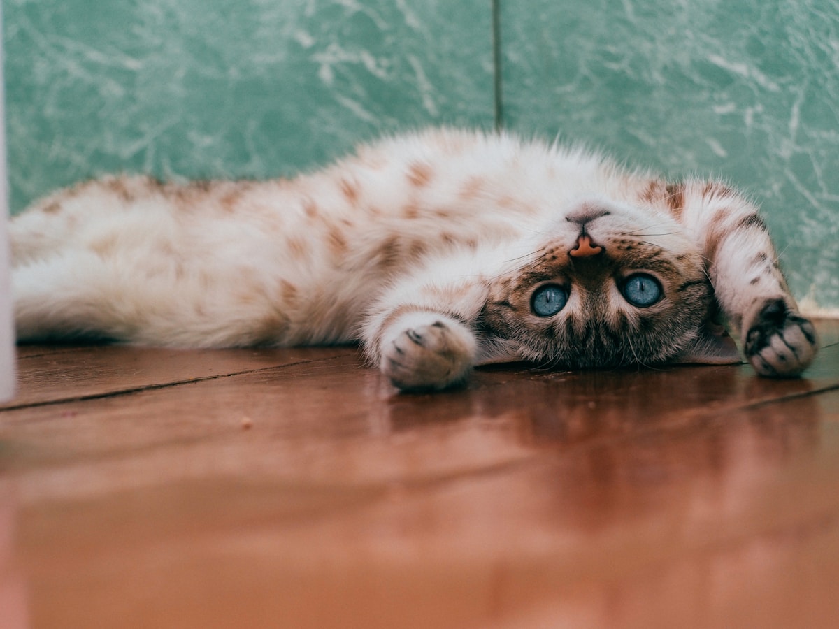 Comment bien nourrir son Ragdoll : guide alimentation complet