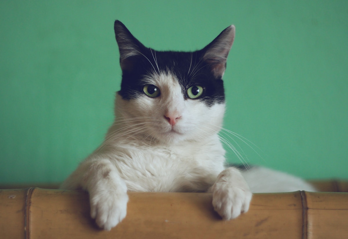 Toilettage du Ragdoll : entretien du pelage mi-long